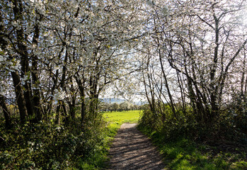 Festive Footpath under Blossoming Trees