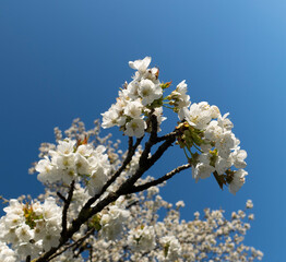 White Cherry Blossom on Clear Blue Sky