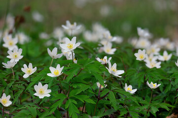 White spring flowers Anemone nemorosa against bright fresh greenery