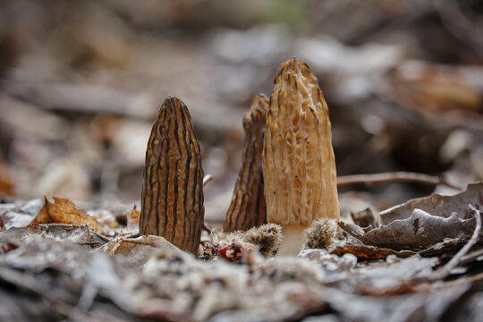 Three edible mushrooms Morchella conica among last year's dry leaves. The first spring mushrooms in their natural habitat