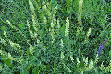 Reseda lutea as a weed growing in the field