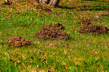 The mole pushed off the ground and made piles of ground