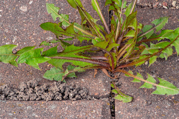 Old pavement with weeds in the park. Moss and weeds on the pavement. Yellow dandelions grew in the...