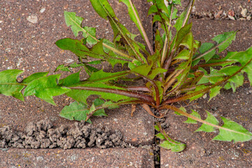 Old pavement with weeds in the park. Moss and weeds on the pavement. Yellow dandelions grew in the...
