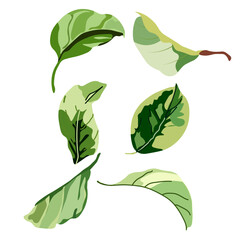 Vector set of luxury green leaves elements in watercolor style  trendy greenery. Vector isolated on white background for invitation, greeting card, save the date