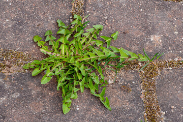 Old pavement with weeds in the park. Moss and weeds on the pavement. Yellow dandelions grew in the...