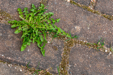 Old pavement with weeds in the park. Moss and weeds on the pavement. Yellow dandelions grew in the...