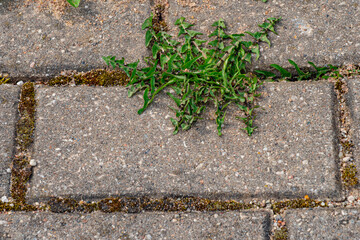 Old pavement with weeds in the park. Moss and weeds on the pavement. Yellow dandelions grew in the asphalt. Natural plants grow in the pavement