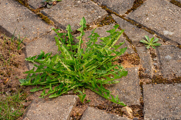 Old pavement with weeds in the park. Moss and weeds on the pavement. Yellow dandelions grew in the...
