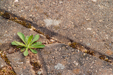 Old pavement with weeds in the park. Moss and weeds on the pavement. Yellow dandelions grew in the...