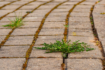 Old pavement with weeds in the park. Moss and weeds on the pavement. Yellow dandelions grew in the...