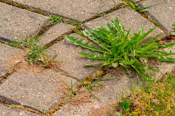 Old pavement with weeds in the park. Moss and weeds on the pavement. Yellow dandelions grew in the...