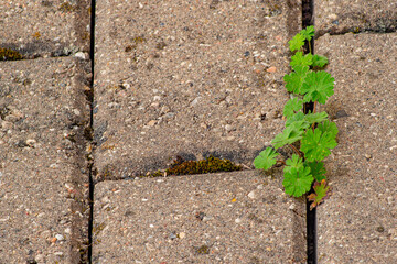 Old pavement with weeds in the park. Moss and weeds on the pavement. Yellow dandelions grew in the...