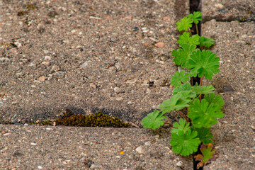 Old pavement with weeds in the park. Moss and weeds on the pavement. Yellow dandelions grew in the...