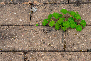 Old pavement with weeds in the park. Moss and weeds on the pavement. Yellow dandelions grew in the...