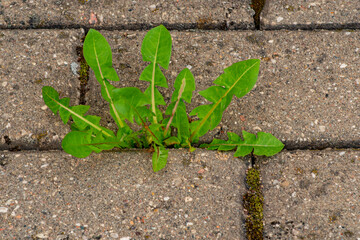 Old pavement with weeds in the park. Moss and weeds on the pavement. Yellow dandelions grew in the...
