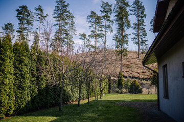 House backyard with a mountain of pine trees in the background on a sunny day