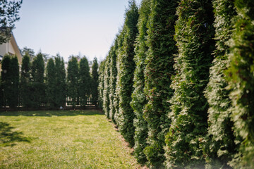 Manicured courtyard with arborvitae planted in a row along the edge