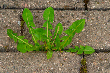 Old pavement with weeds in the park. Moss and weeds on the pavement. Yellow dandelions grew in the...