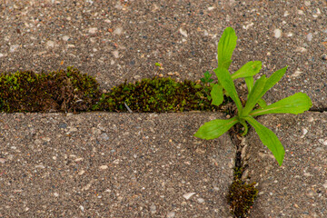 Old pavement with weeds in the park. Moss and weeds on the pavement. Yellow dandelions grew in the...