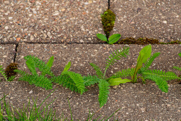 Old pavement with weeds in the park. Moss and weeds on the pavement. Yellow dandelions grew in the...