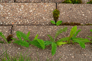 Old pavement with weeds in the park. Moss and weeds on the pavement. Yellow dandelions grew in the...