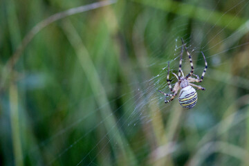 Wasp spider