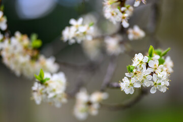 Appennino Tosco Emiliano |  Fiori di Primavera