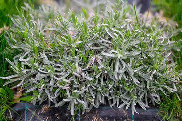 Lavanda verde