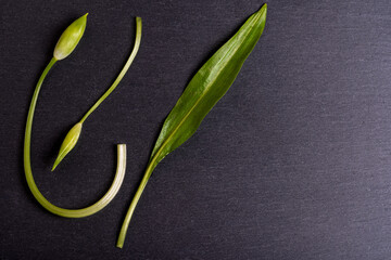 Wild garlic. Flowers and one leaf of wild garlic on a black board.