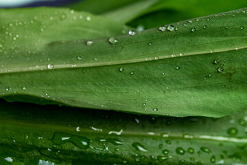 Wild garlic. Close up photo of green fresh leaves with water drops of wild garlic.