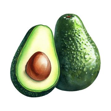 avocado watercolor illustration