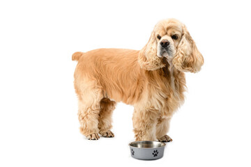 American Cocker Spaniel with a feeding bowl isolated on a white background.