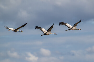 Migrating Common Cranes arriving to Lake Hornborga during spring in Sweden. The lake is famous because it attracts around 20.000 cranes daily during its peak in late March-early April.