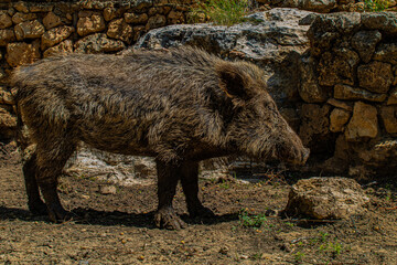 wild pig in nature close-up