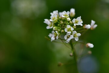 Popularna na łąkach i polach drobna roślina o białych kwiatach - tasznik pospolity (Capsella bursa pastoris) - obrazy, fototapety, plakaty