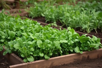Healthy and Fresh Farm-Grown Arugula: The Perfect Plant for Garden Beds in Spring: Generative AI