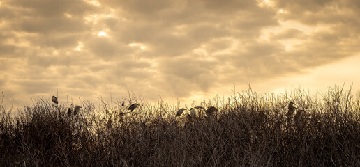 Silhouettes of several Black-crowned Night Herons in evening light, perched on branches of brush in Port Aransas, Texas.