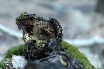tree trunk © Jan