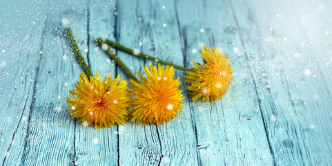 Dandelion flowers on wooden - 592757266