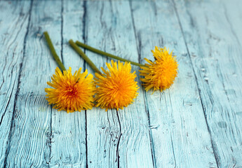 Dandelion flowers on wooden - 592757275