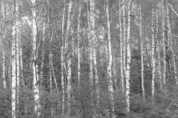 Beautiful birch trees in autumn