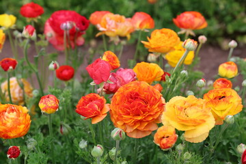 orange ranunculus flowers 