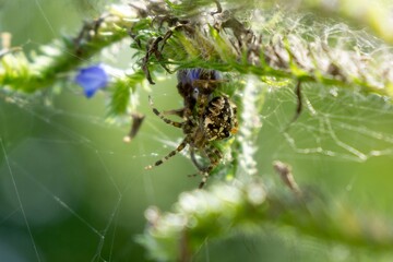 Cross spider in the spider web in the nature. Slovakia