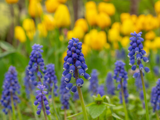 円山公園のムスカリ（北海道札幌市）