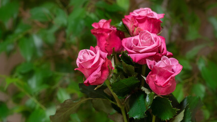 Bouquet of purple roses on a background of green foliage.
