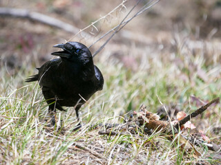 Raven squawking with mouth open, humor