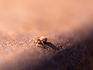 spider on the ground