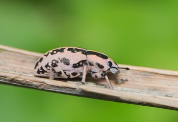 Sesbania Clown Weevil (Eudiagogus rosenschoeldi) on a plant stem. Found in the USA, they are not considered a destructive pest species.