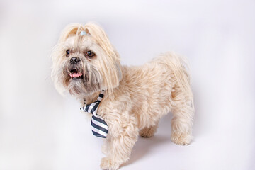 Shih Tzu pure breaded dog photoshoot in studio.